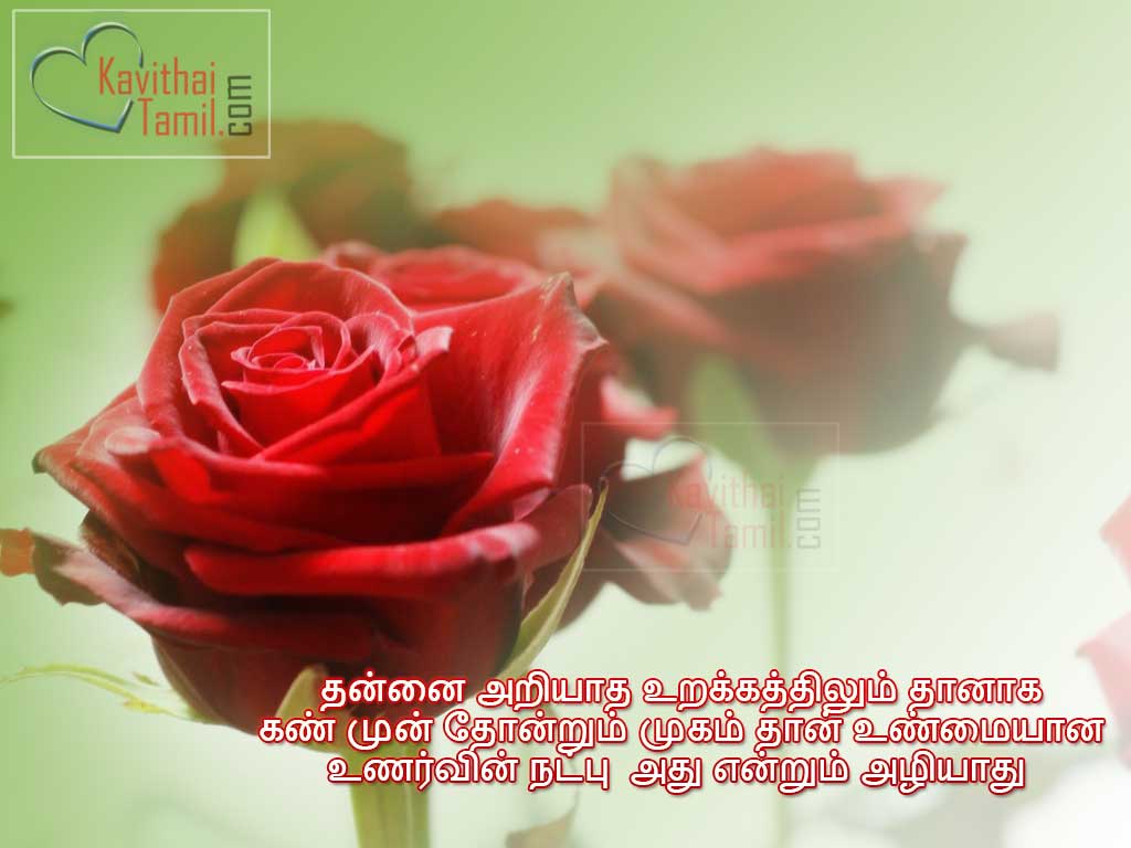 Tamil Natpu Kavithai Varigal True Friendship Quotes With Lovely Rose Wallpapers For Share Them With Your Friends